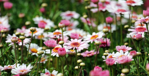 Florathérapie